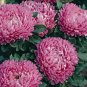 ASTER MILADY ROSE DWARF Callistephus Chinensis - 20 Seeds FJ