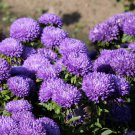 ASTER GREMLIN VIOLET DOUBLE Callistephus Chinensis - 20 Seeds FJ