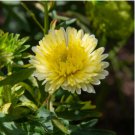 ASTER GREMLIN YELLOW DOUBLE Callistephus Chinensis - 20 Seeds FJ
