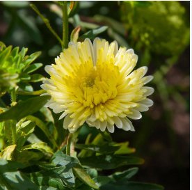ASTER GREMLIN YELLOW DOUBLE Callistephus Chinensis - 20 Seeds FJ