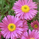 ASTER ALPINE MIXED COLORS Aster Alpinus - 50 Seeds FJ