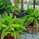 ASPARAGUS FOXTAIL FERN Asparagus Densiflorus Meyeri - 10 Seeds FJ