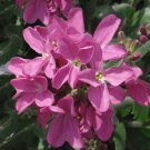 ARABIS WALL ROCK CRESS SPRING CHARM Arabis Blepharophylla - 200 Seeds FJ
