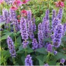 ANISE HYSSOP BLUE SPIKE Agastache Foeniculum - 20 Seeds FJ