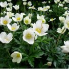ANEMONE MADONNA Anemone Sylvestris - 20 Seeds FJ
