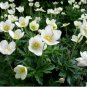 ANEMONE MADONNA Anemone Sylvestris - 20 Seeds FJ