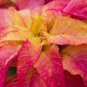 AMARANTHUS ILLUMINATION Amaranthus Tricolor - 100 Seeds FJ