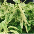 AMARANTHUS LOVE LIES BLEEDING GREEN Amaranthus Caudatus - 100 Seeds FJ
