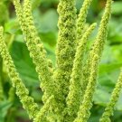 AMARANTHUS GREEN THUMB Amaranthus Hypochondriacus - 100 Seeds FJ