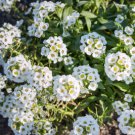 ALYSSUM CARPET OF SNOW Lobularia Maritima - 1,000 Seeds FJ