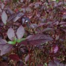 ALTERNANTHERA PURPLE KNIGHT Alternanthera Brasiliana - 10 Seeds FJ