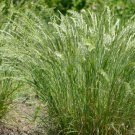 Koeleria macrantha JUNE GRASS Seeds FJ