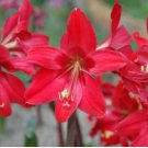 Hippeastrelia Durga Pradhan - Hippeastrum X Sprekelia - Seeds FJ