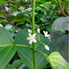 Gymnema inodorum SCENTLESS COWPLANT Herb Seeds FJ