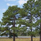 Pinus taeda LOBLOLLY PINE TREE - 1 Plant FJ