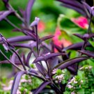Setcreasea pallida PURPLE HEART - 1 Plant FJ