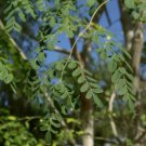 Moringa oleifera HORSERADISH TREE - 1 Plant FJ