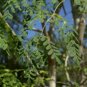 Moringa oleifera HORSERADISH TREE - 1 Plant FJ