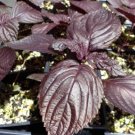 Perilla frutescens PURPLE SHISO - 1 Plant FJ