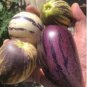 Solanum muricatum RARE PURPLE FORM - PEPINO MELON - 1 plant FJ