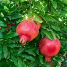 Punica granatum COLD HARDY RUSSIAN CLONE - 1 plant FJ