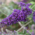 Buddleia davidii Evil Ways YELLOW FOLIAGE - PURPLE FLOWERS - 1 Plant FJ