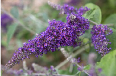 Buddleia davidii Evil Ways YELLOW FOLIAGE - PURPLE FLOWERS - 1 Plant FJ