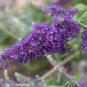Buddleia davidii Evil Ways YELLOW FOLIAGE - PURPLE FLOWERS - 1 Plant FJ