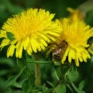 Taraxacum officinale DANDELION - Edible and Medicinal Organic - Seeds FJ