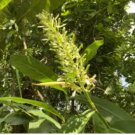 Alpinia galanga THAI SPICY GINGER Seeds FJ