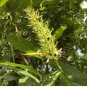 Alpinia galanga THAI SPICY GINGER Seeds FJ