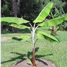 Musa cheesmanii CHEESMAN'S BANANA Exotic Seeds FJ