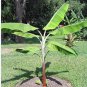Musa cheesmanii CHEESMAN'S BANANA Exotic Seeds FJ