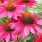 Echinacea purpurea MAGNUS PURPLE CONEFLOWER Seeds FJ