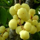 Phyllanthus acidus STAR GOOSEBERRY Seeds FJ