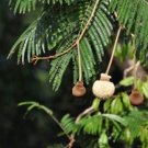 Parkia biglandulosa BADMINTON BALL TREE Seeds FJ