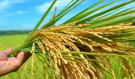 Oryza sativa MAGIC RICE OF ASSAM - Rare Rice Variety FJ
