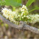 Terminalia mantaly syn neotaliala MADAGASCAR ALMOND - Unique Tree FJ