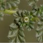 Coldenia procumbens CREEPING COLDENIA Seeds FJ