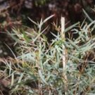 Eucalyptus moorei nana NARROW LEAVED SALLY - COLD HARDY FJ