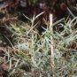 Eucalyptus moorei nana NARROW LEAVED SALLY - COLD HARDY FJ