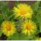 Inula racemosa Sonnenspear INDIAN ELECAMPANE - yellow flowers - PERENNIAL Seeds FJ