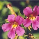 Mimulus lewisii PURPLE MONKEYFLOWER SeedsFJ