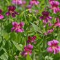 Mimulus lewisii PURPLE MONKEYFLOWER SeedsFJ