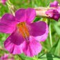 Mimulus lewisii PURPLE MONKEYFLOWER SeedsFJ