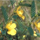 Cassia syn Chamaecrista fasciculata PARTRIDGE PEA Yellow flowers SEEDS FJ