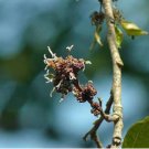 Holoptelea integrifolia JUNGLE CORK TREE Seeds FJ
