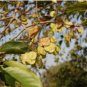 Holoptelea integrifolia JUNGLE CORK TREE Seeds FJ