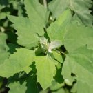 Chenopodium album WILD SPINACH aka LAMB'S QUARTERS - EDIBLE LEAVES Seeds FJ