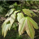 Acer sterculiaceum FRANCHETT'S MAPLE TREE Seeds FJ